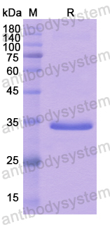 Recombinant Human CD133/PROM1 Protein, N-GST