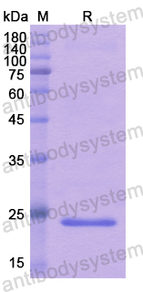 Recombinant Human TNFSF12 Protein, N-His