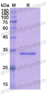 Recombinant Human CA12 Protein, N-His