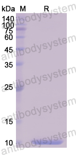 Recombinant Human PSCA Protein, N-His