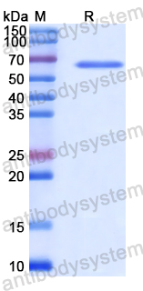 Recombinant Human AP1G1 Protein, N-His