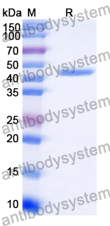 Recombinant Human STX6 Protein, C-His