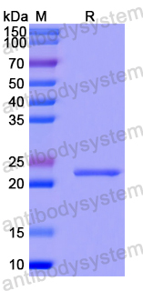 Recombinant Human SSNA1 Protein, N-His-SUMO