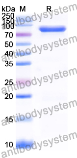 Recombinant Human AKAP8 Protein, N-GST