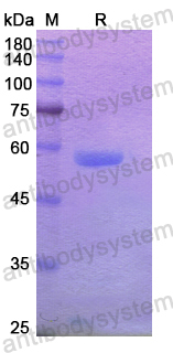 Recombinant Human EDIL3 Protein, N-His