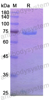 Recombinant Human XPNPEP2 Protein, N-His