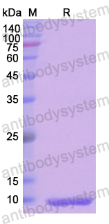 Recombinant Human CXCL13/BCA-1/BLC Protein, N-His