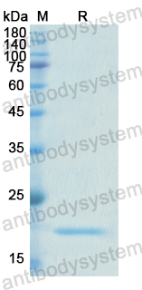 Recombinant Human PEX1 Protein, N-His