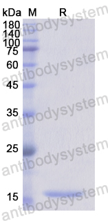 Recombinant Human GMFG Protein, N-His