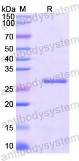 Recombinant Human GMFG Protein, N-His-SUMO
