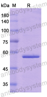 Recombinant Human ADGRB3 Protein, N-His