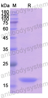 Recombinant Human GDF9 Protein, N-His