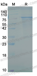 Recombinant Human GSDME Protein, N-GST