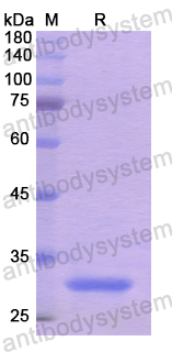 Recombinant Human NRP2 Protein, N-His