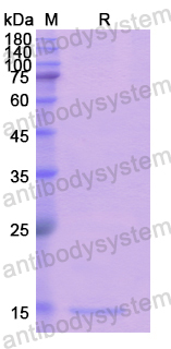 Recombinant Human CUBN Protein, N-His