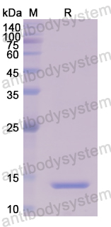 Recombinant Human PSPN Protein, N-His