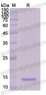 Recombinant Human TLR5 Protein, N-His