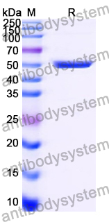 Recombinant Human CD285/TLR5 Protein, N-GST