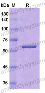 Recombinant Human CD282/TLR2 Protein, N-His