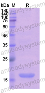 Recombinant Human EDF1 Protein, N-His