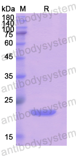 Recombinant Human CD85a/LILRB3 Protein, N-His