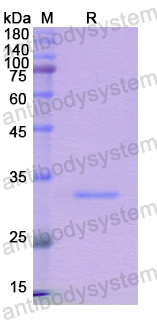 Recombinant Human ABCB7 Protein, N-His