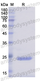 Recombinant Human SLIT1 Protein, N-His