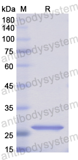 Recombinant Human CD275/ICOSLG Protein, N-His