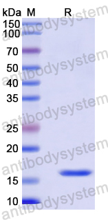 Recombinant Human DNAJB6 Protein, N-His