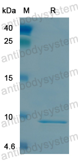 Recombinant Human LRP5 Protein, N-His