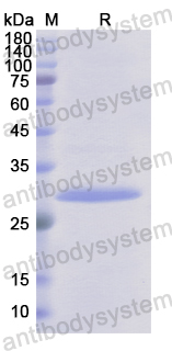 Recombinant Human CDH16 Protein, N-His