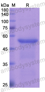 Recombinant Human CILP Protein, N-GST