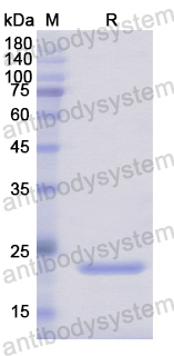 Recombinant Human NME6 Protein, N-His