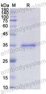 Recombinant Human NR1I2 Protein, N-His