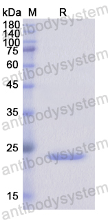 Recombinant Human LGR5 Protein, N-His