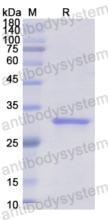 Recombinant Human GPC4 Protein, N-His