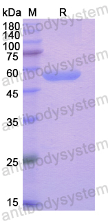 Recombinant Human GMNN Protein, N-GST