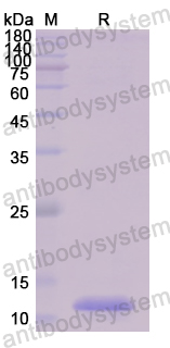 Recombinant Human BANF1 Protein, N-His