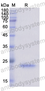 Recombinant Human ITGA10 Protein, N-His