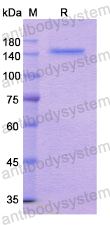 Recombinant Human LRP6 Protein, N-His