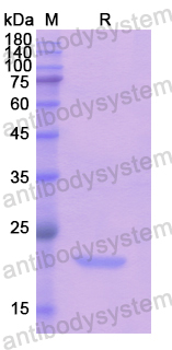 Recombinant Human PGLYRP1 Protein, N-His