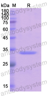 Recombinant Human LEFTY1 Protein, N-His