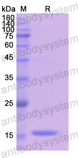 Recombinant Human CREG1 Protein, N-His