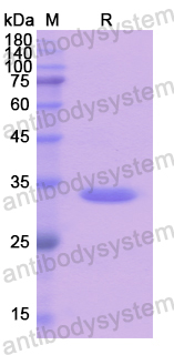 Recombinant Human GJB3 Protein, N-GST