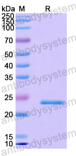 Recombinant Human GPX5 Protein, N-His