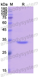 Recombinant Human ATP6AP2 Protein, N-His