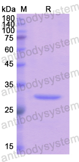 Recombinant Human GRAP2 Protein, N-His