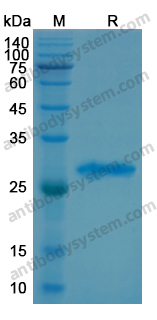 Recombinant Human PSMD10 Protein, N-His