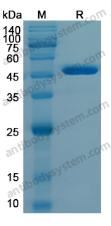 Recombinant Human IDH1 Protein, N-His