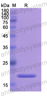 Recombinant Human ATRN Protein, N-His